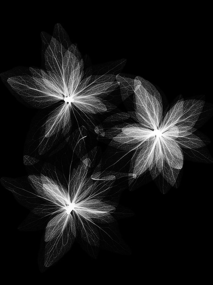 Wall Art Painting id:240504, Name: Spring Trio, Artist: Koetsier, Albert