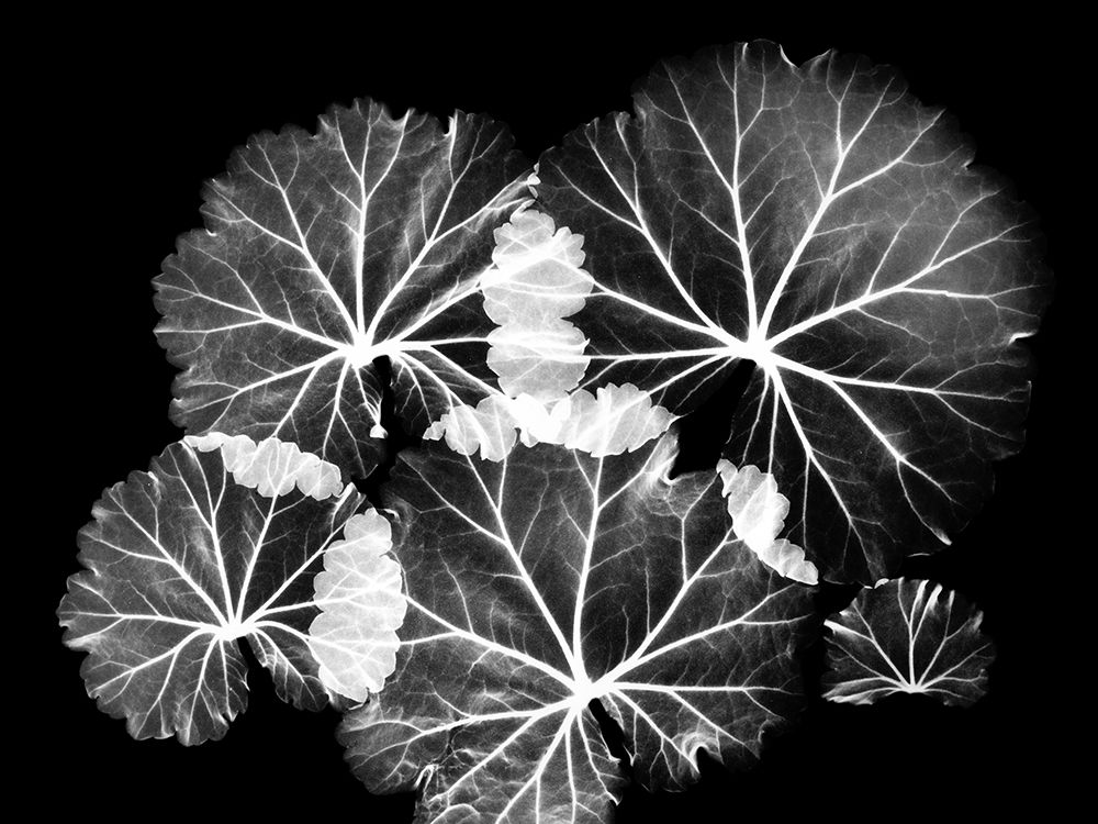 Wall Art Painting id:240505, Name: Blooming Celebration 1, Artist: Koetsier, Albert