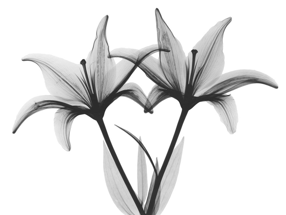 Wall Art Painting id:429527, Name: Starburst Lily, Artist: Koetsier, Albert