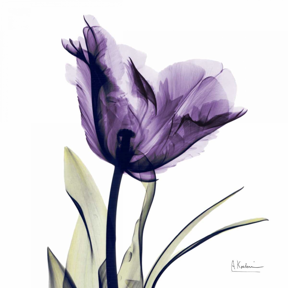 Wall art: Tulip Dream, by Koetsier, Albert