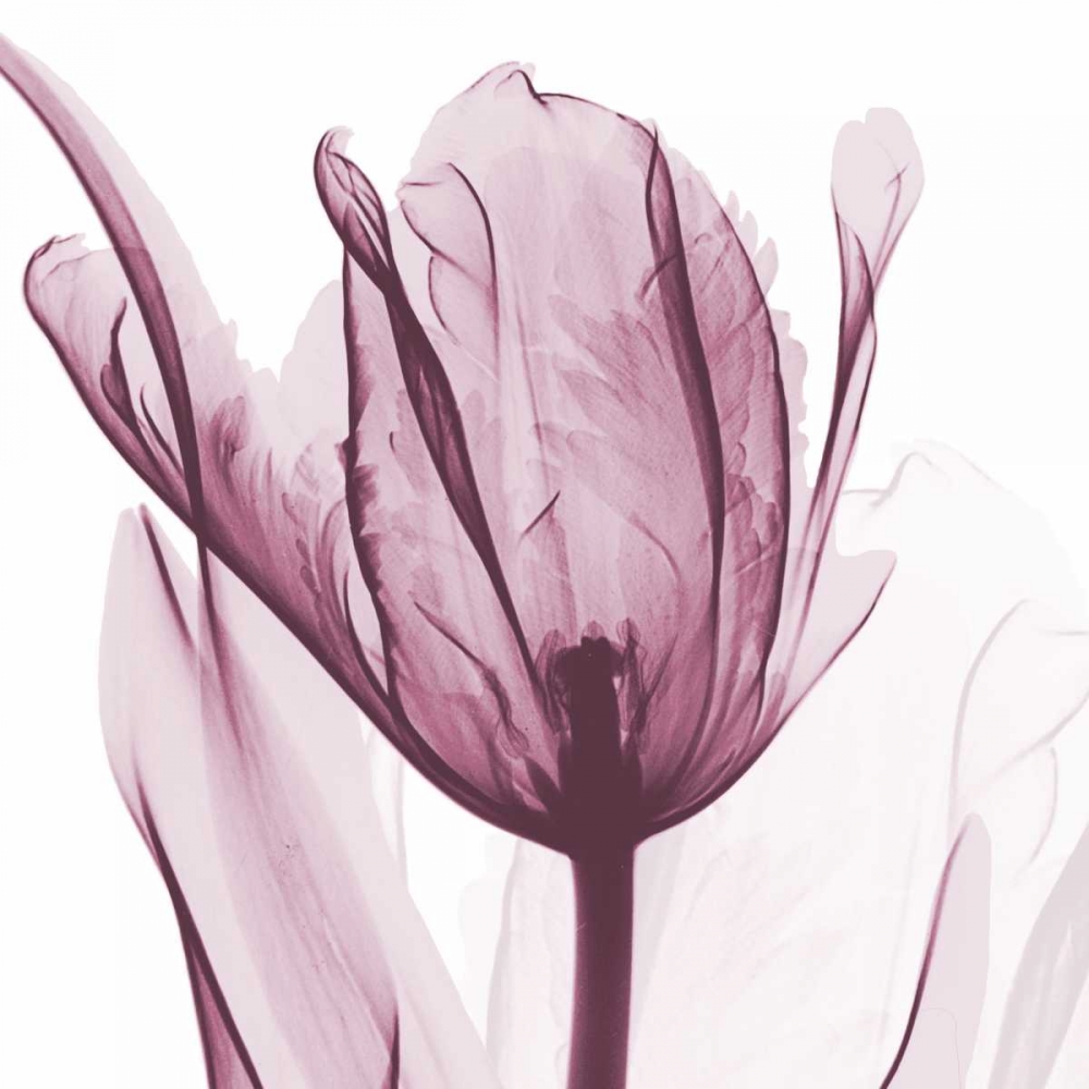 Wall Art Painting id:137825, Name: The Purple Tulip, Artist: Koetsier, Albert
