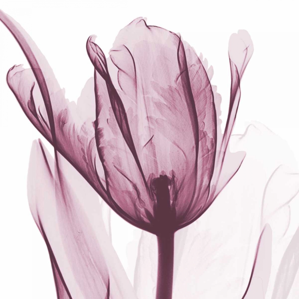 Wall art: The Purple Tulip, by Koetsier, Albert
