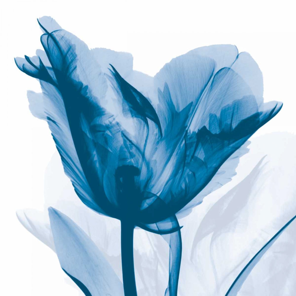 Wall art: Lusty Blue Tulip, by Koetsier, Albert