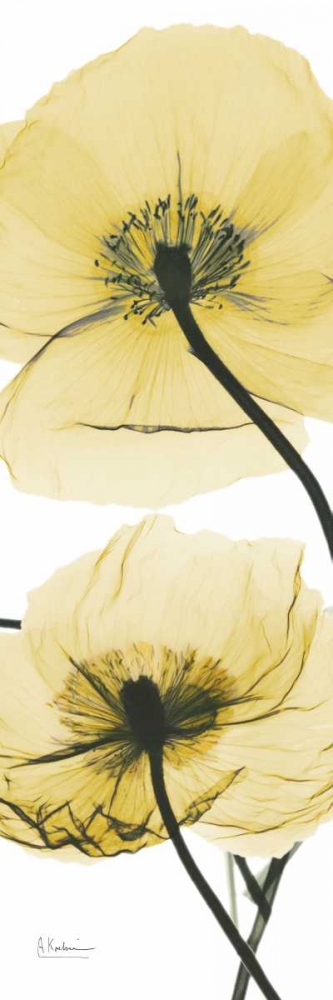 Wall Art Painting id:86040, Name: Iceland Poppy Yellow, Artist: Koetsier, Albert