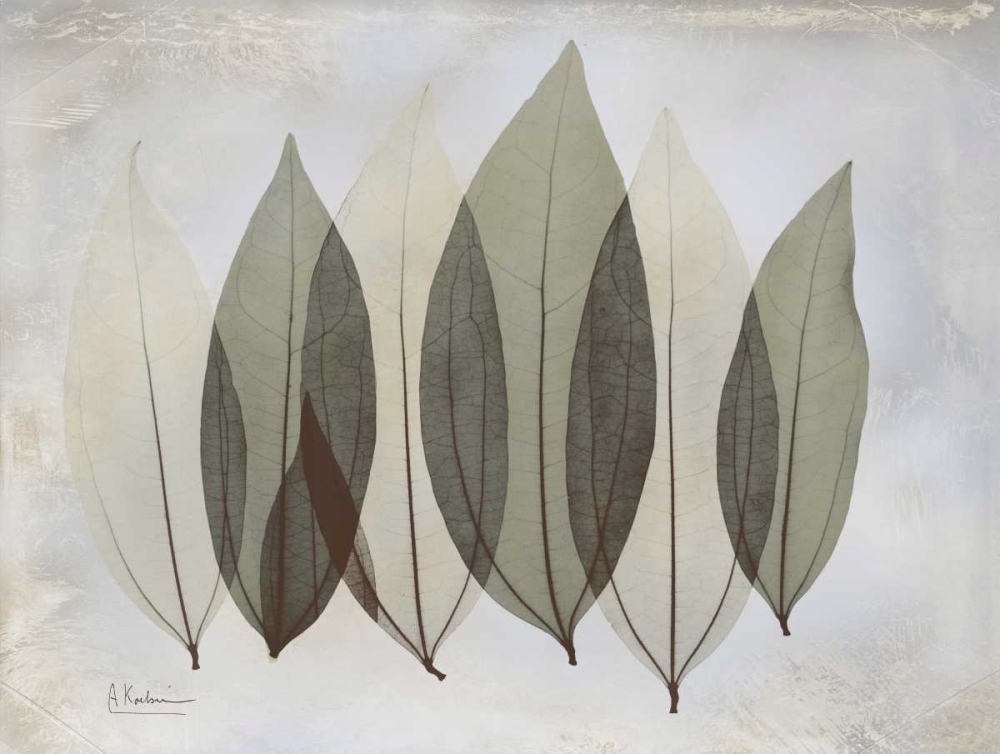 Art Print: Coculus Leaf L348