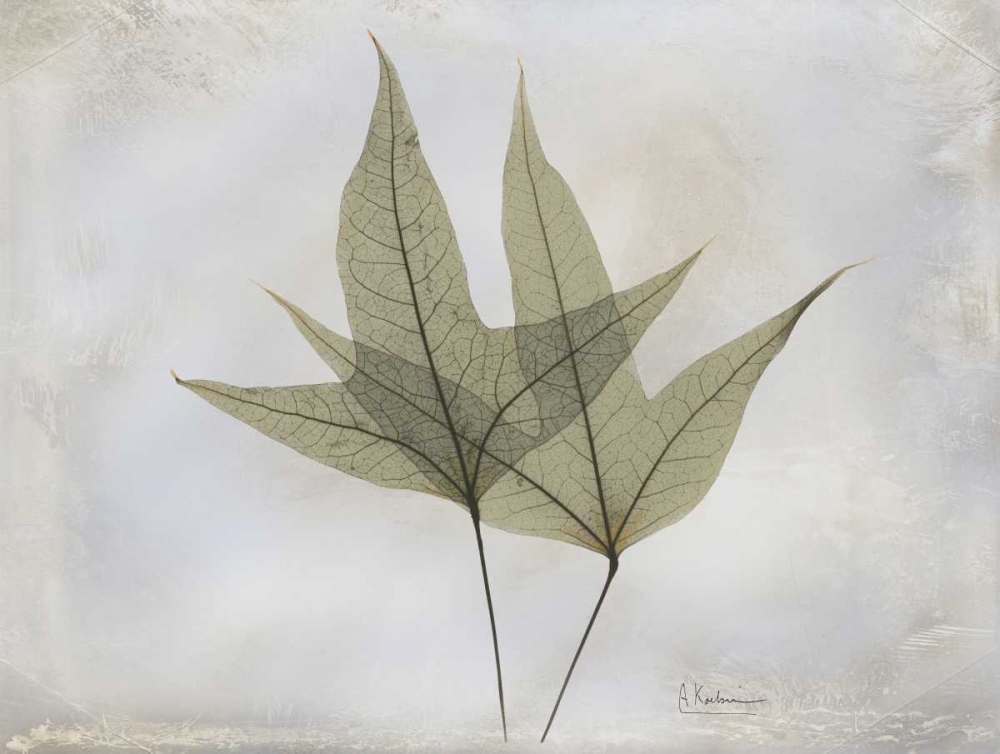 Art Print: Trident Maple E217