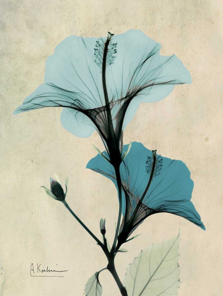 Wall Art Painting id:21711, Name: Hibiscus, Artist: Koetsier, Albert