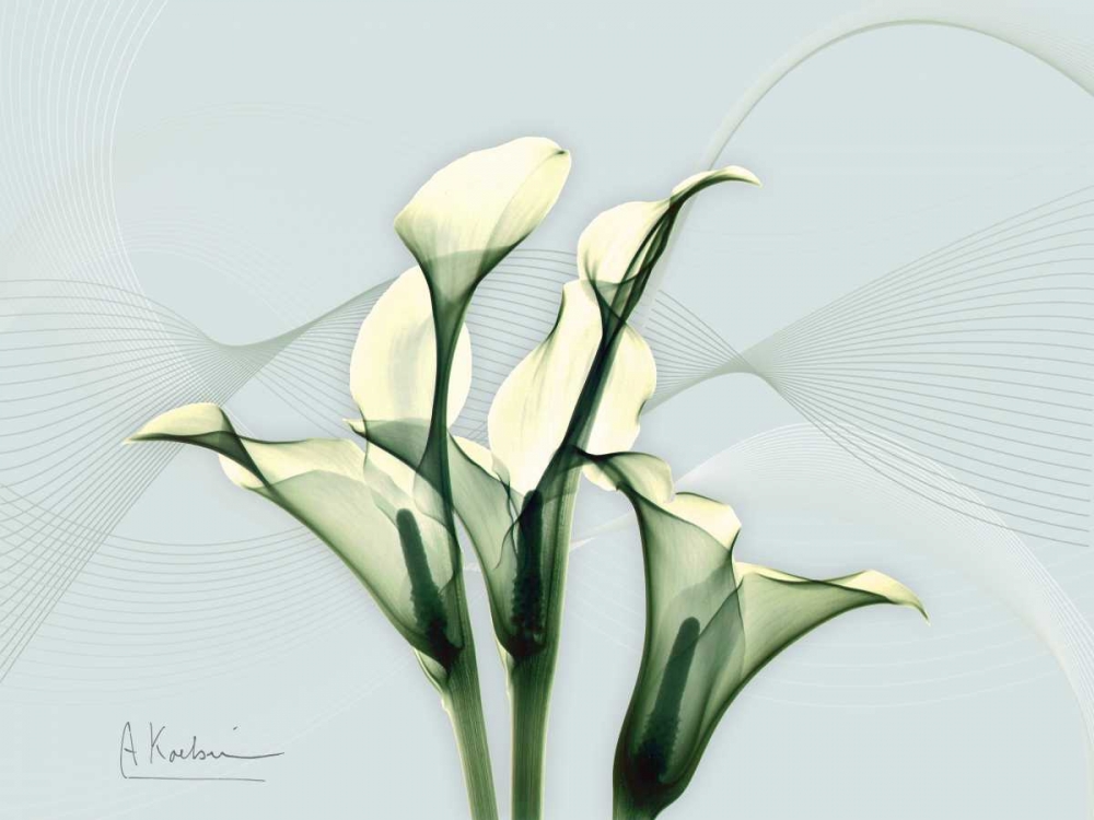 Wall Art Painting id:21722, Name: Calla Lily L275, Artist: Koetsier, Albert