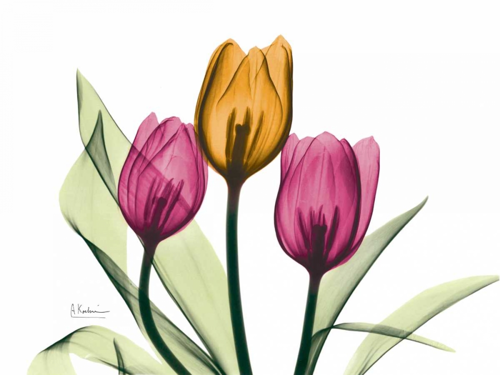 Wall art: Tulip, by Koetsier, Albert