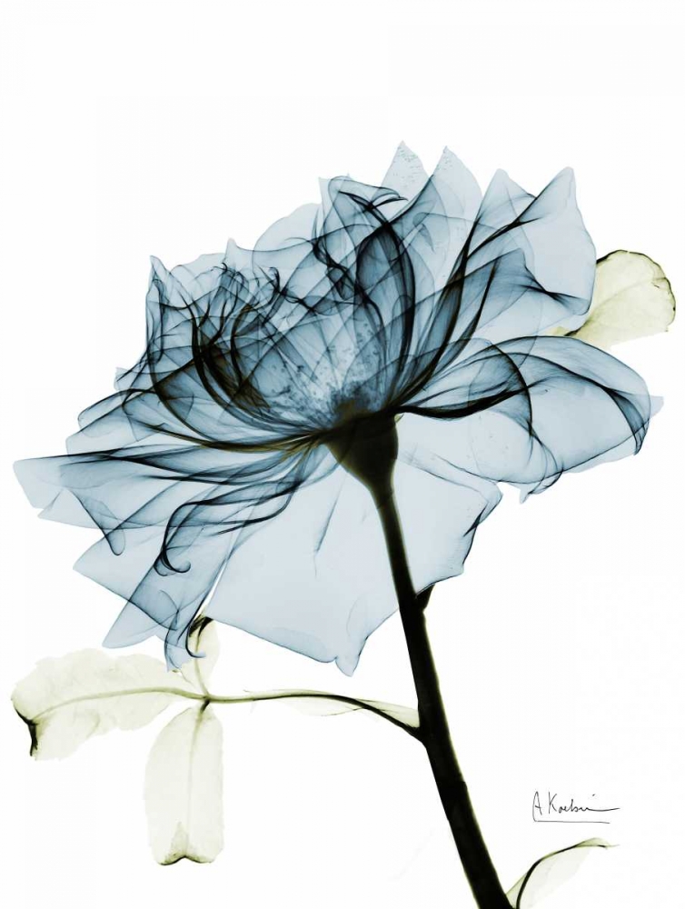 Wall Art Painting id:37256, Name: Teal Rose 2, Artist: Koetsier, Albert