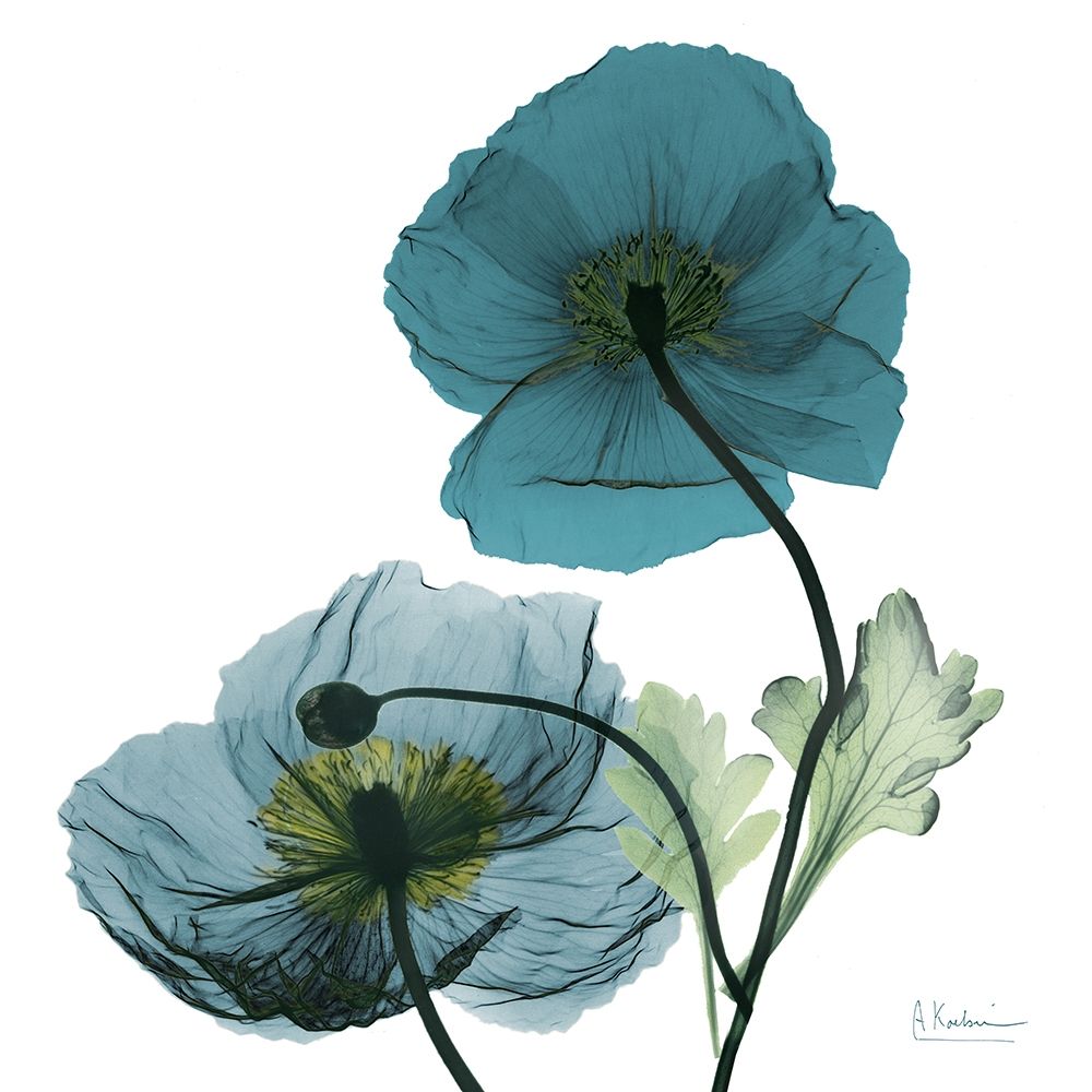 Wall Art Painting id:341803, Name: Iceland Poppy W, Artist: Koetsier, Albert