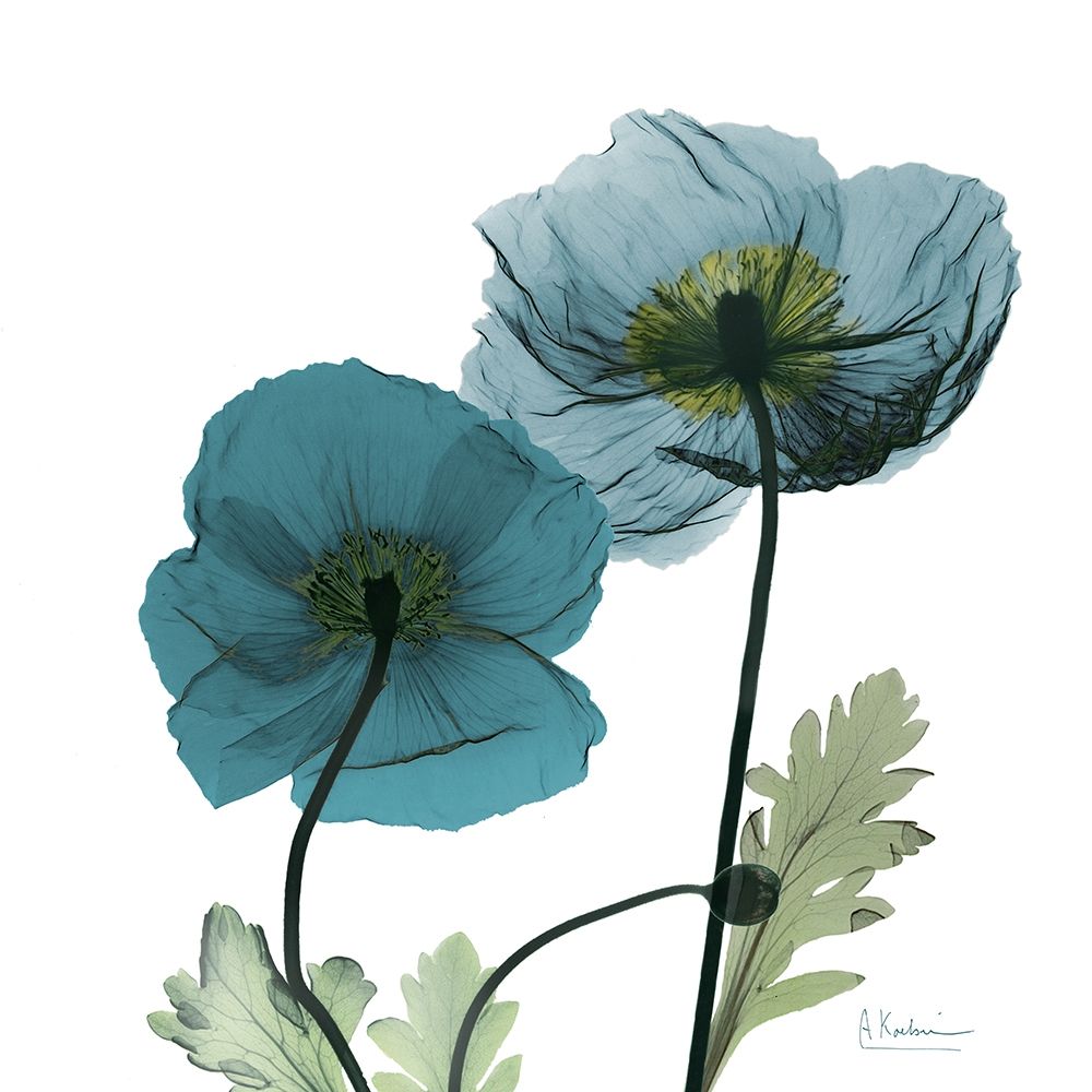 Wall Art Painting id:341804, Name: Iceland Poppy W, Artist: Koetsier, Albert