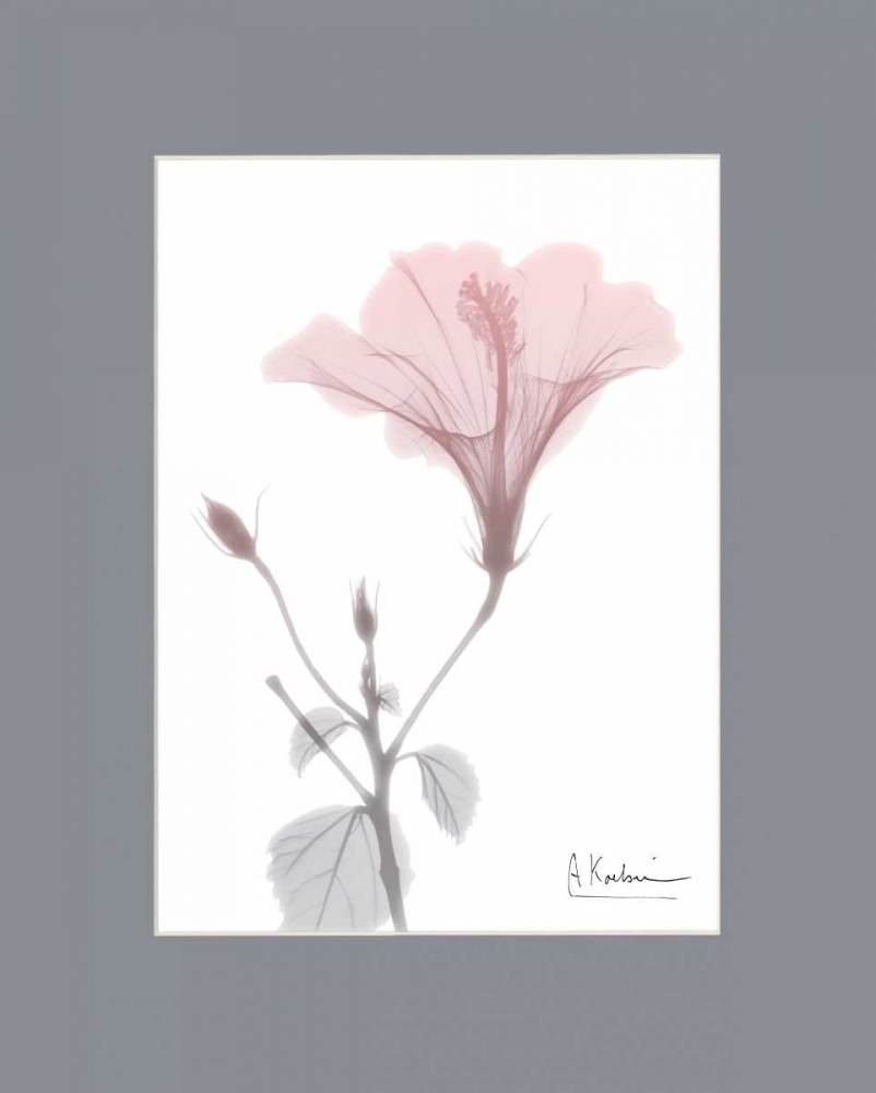 Wall Art Painting id:106255, Name: Hibiscus B49 Pink Matte, Artist: Koetsier, Albert