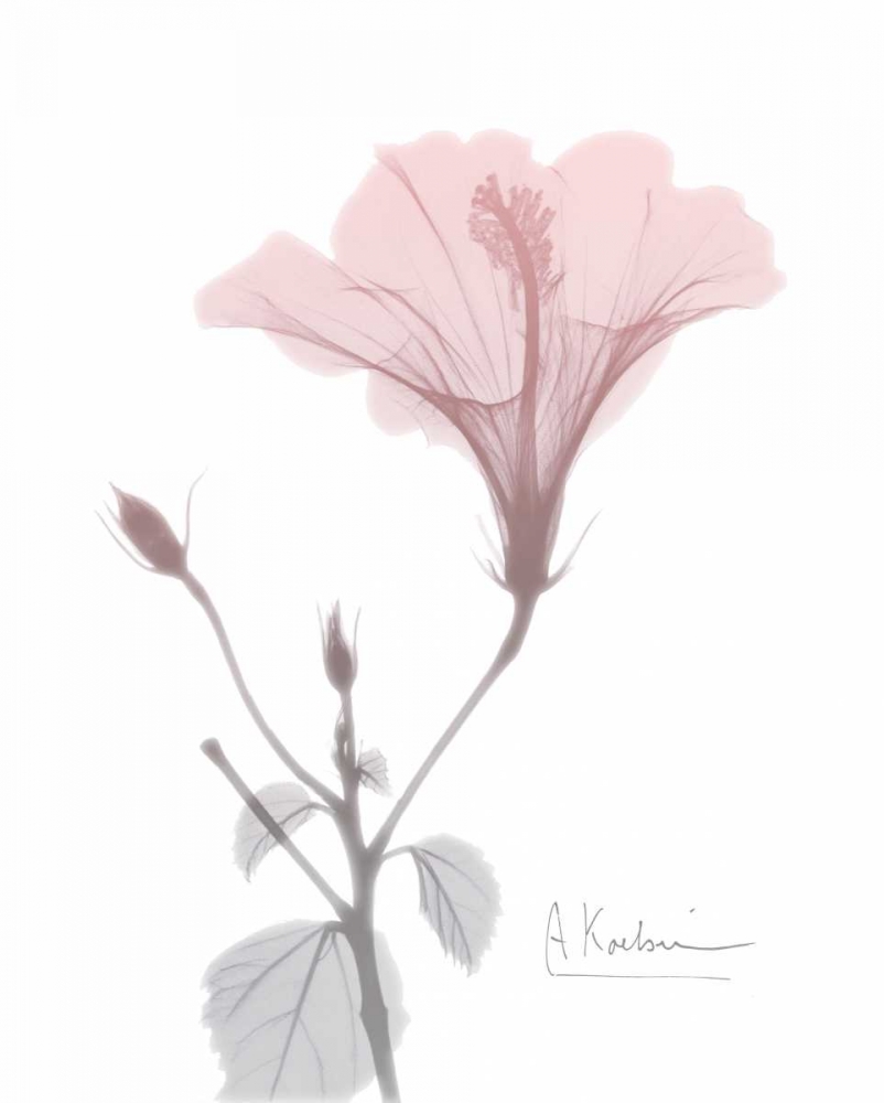 Wall Art Painting id:106254, Name: Hibiscus B49 Pink, Artist: Koetsier, Albert