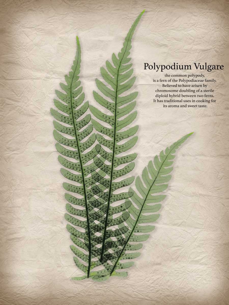 Art Print: Parchment Fern