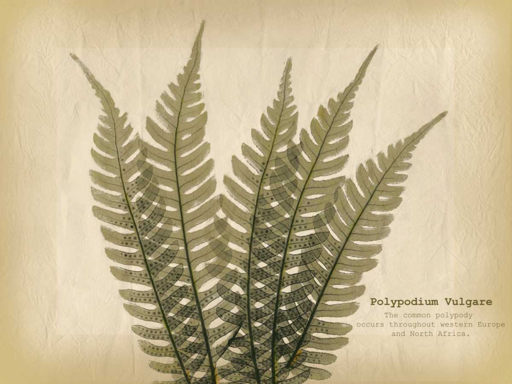 Art Print: Parchment Fern 2