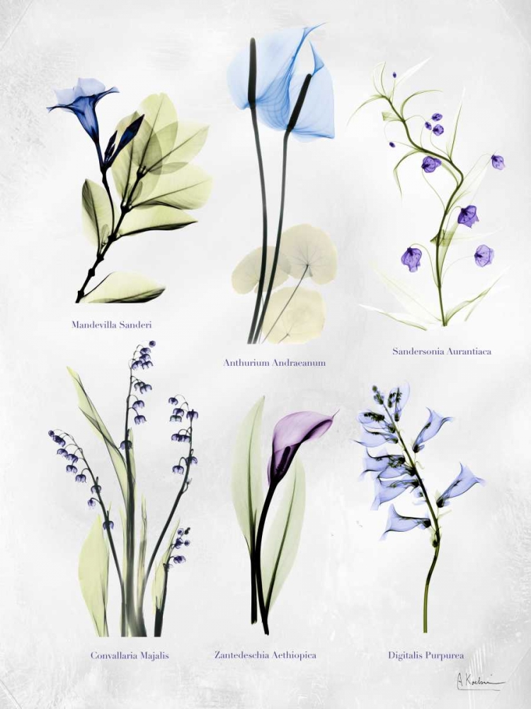 Wall Art Painting id:158515, Name: Vast Botanicals, Artist: Koetsier, Albert