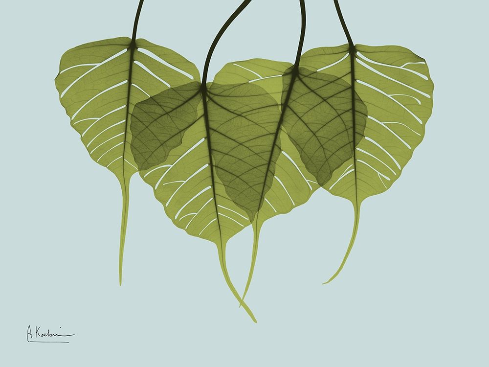 Art Print: Bodhi Tree Quartet