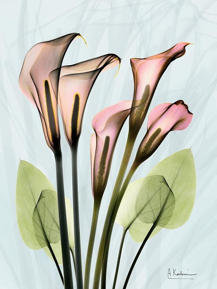 Wall Art Painting id:299260, Name: Calla Lily Crystalis 1, Artist: Koetsier, Albert