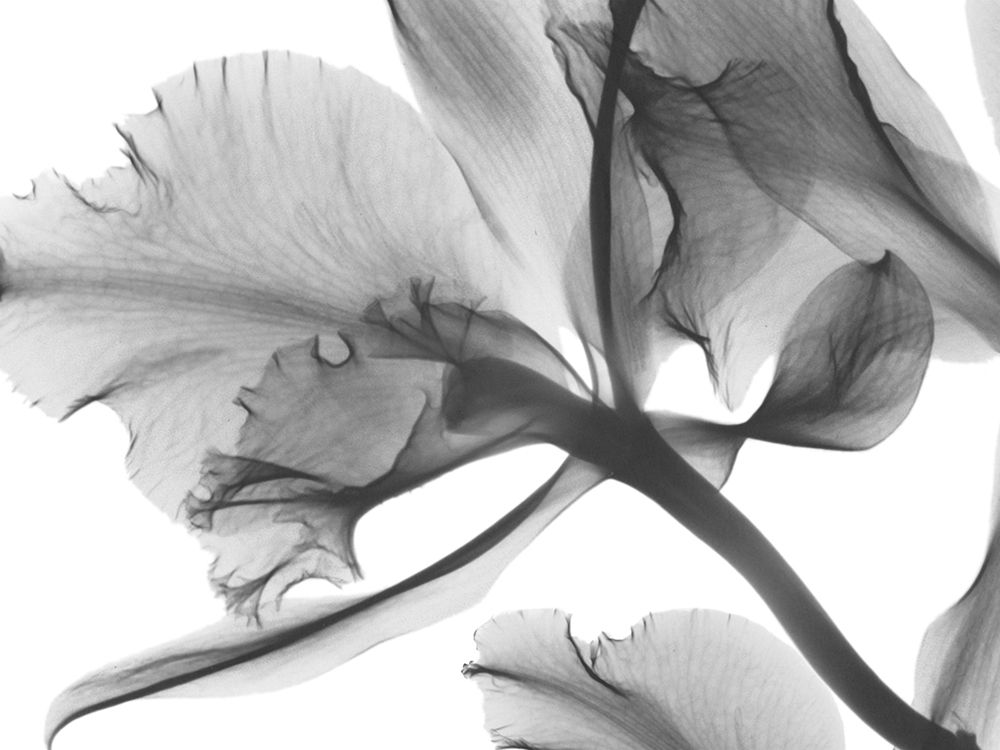 Wall Art Painting id:557978, Name: Trancendental Poetry 1, Artist: Koetsier, Albert