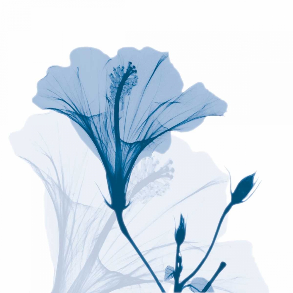 Wall Art Painting id:86106, Name: Hibiscus Chiller, Artist: Koetsier, Albert