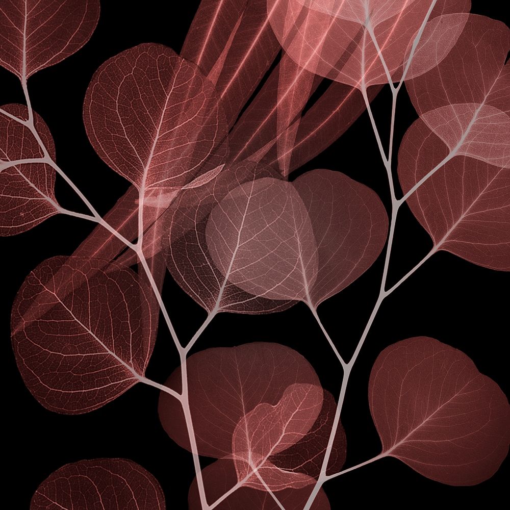 Wall art: Coral Infused Eucalyptus 2, by Koetsier, Albert