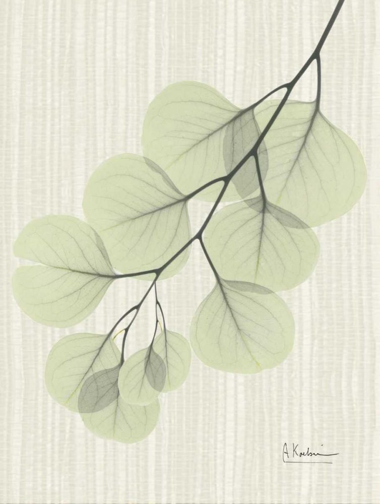 Art Print: Eucalyptus E196