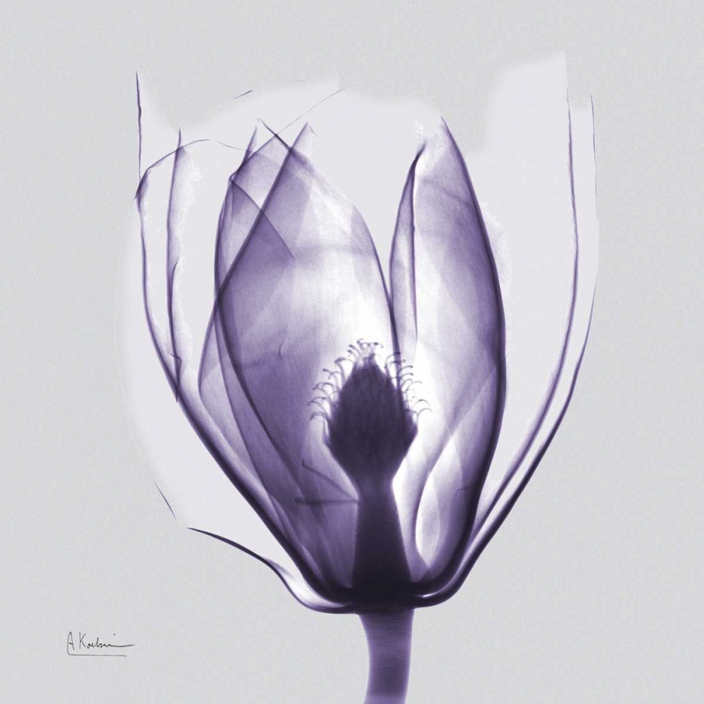 Wall Art Painting id:22522, Name: Purple Tulip Bud on Purple, Artist: Koetsier, Albert