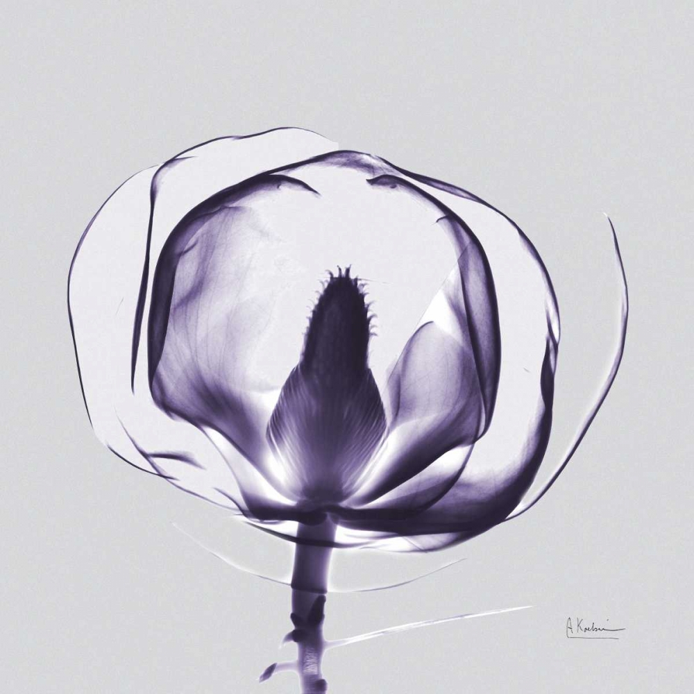 Wall Art Painting id:22524, Name: Purple Tulip Bud Open on Purple, Artist: Koetsier, Albert