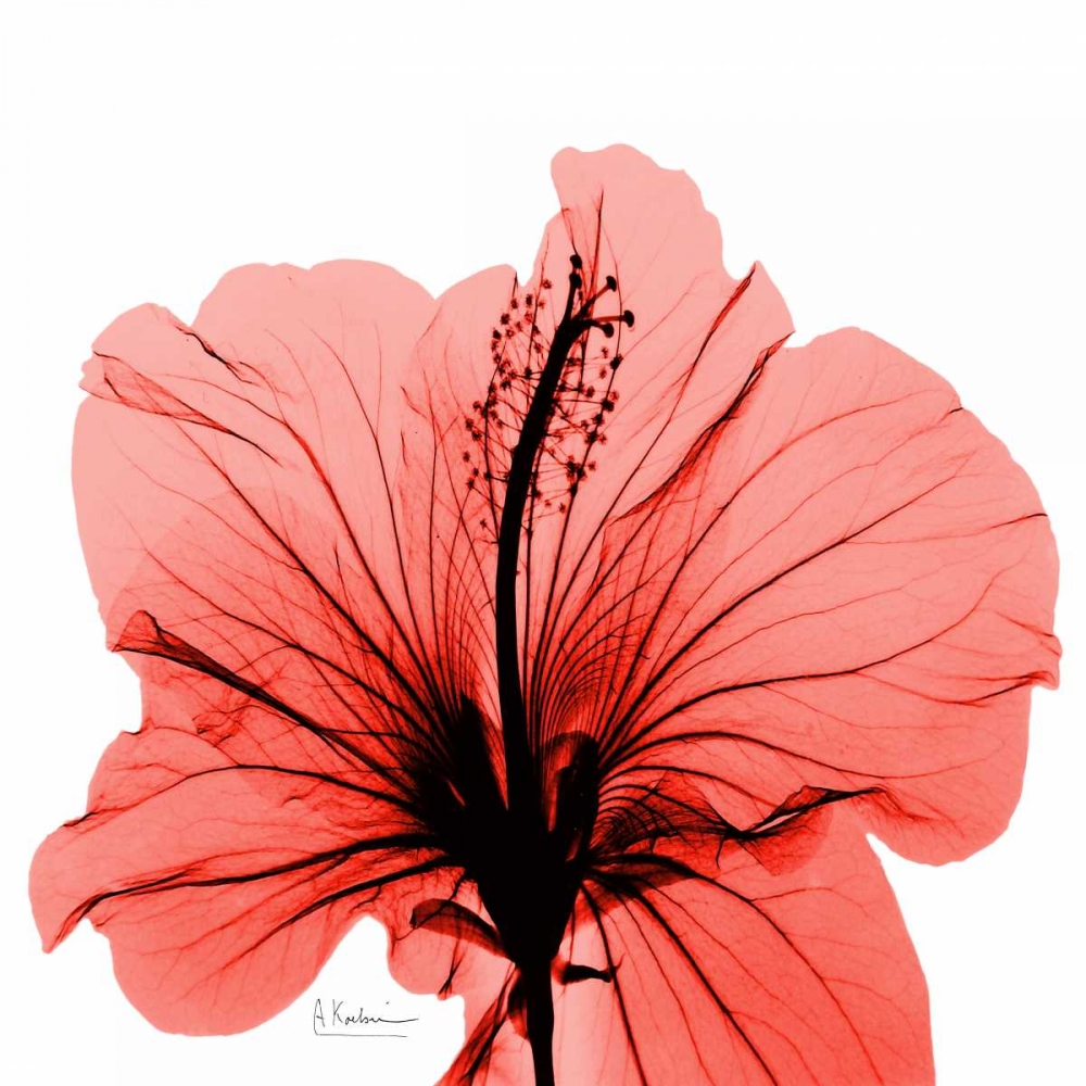 Wall Art Painting id:21697, Name: Close Up of Red Beauty, Artist: Koetsier, Albert