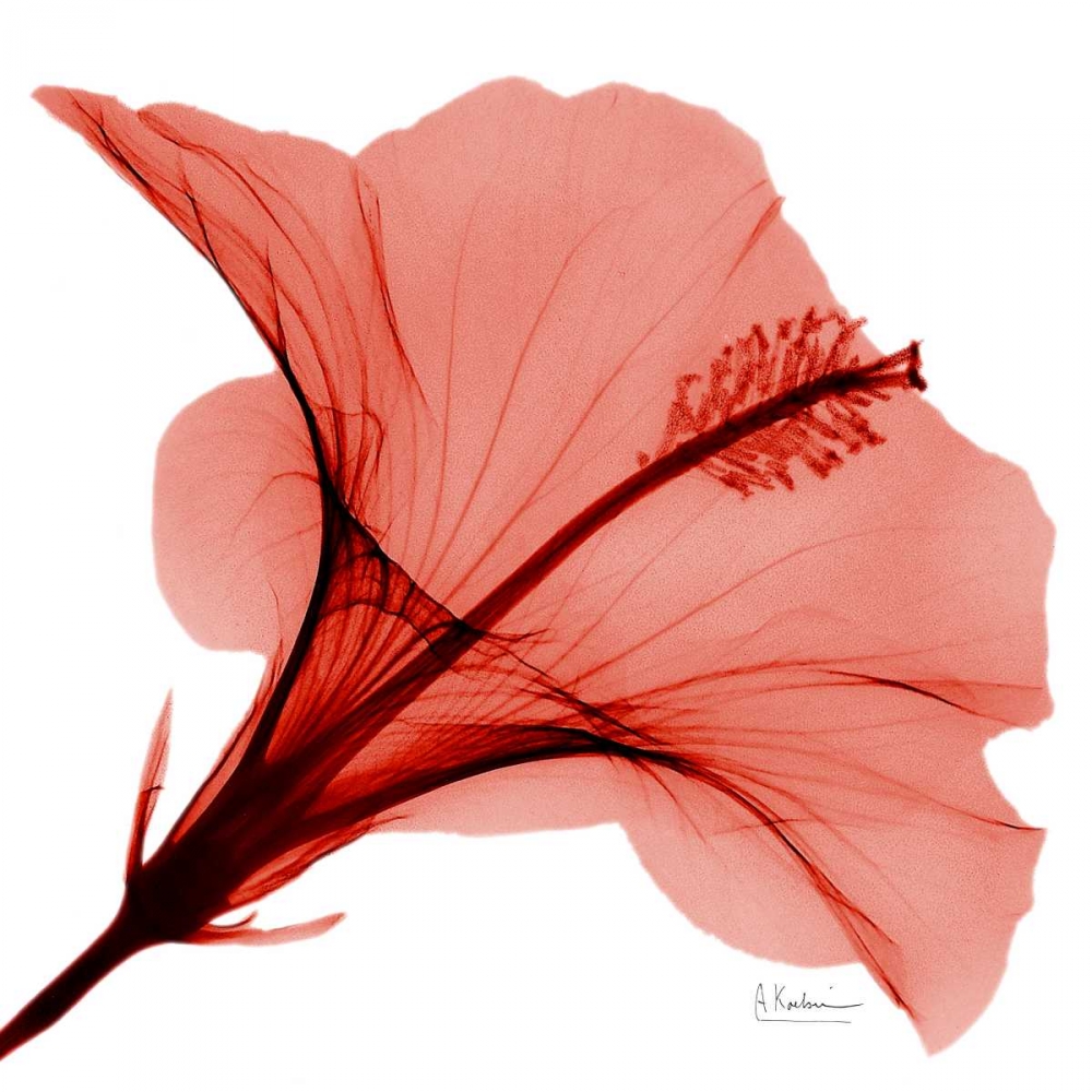 Wall Art Painting id:21698, Name: Close Up of Red Beauty 2, Artist: Koetsier, Albert