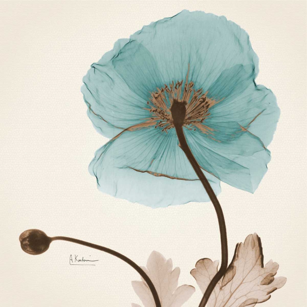 Wall Art Painting id:22558, Name: Iceland Poppy Believe, Artist: Koetsier, Albert
