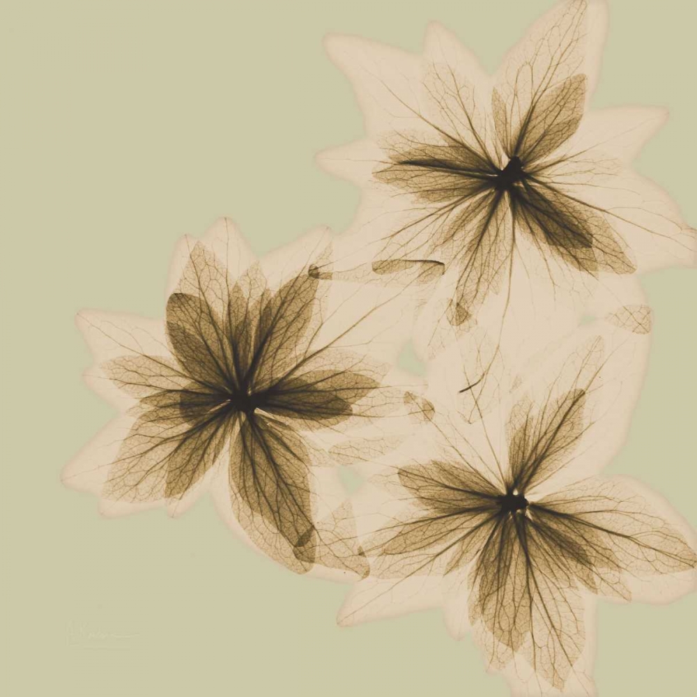 Wall Art Painting id:21699, Name: Starburst, Artist: Koetsier, Albert