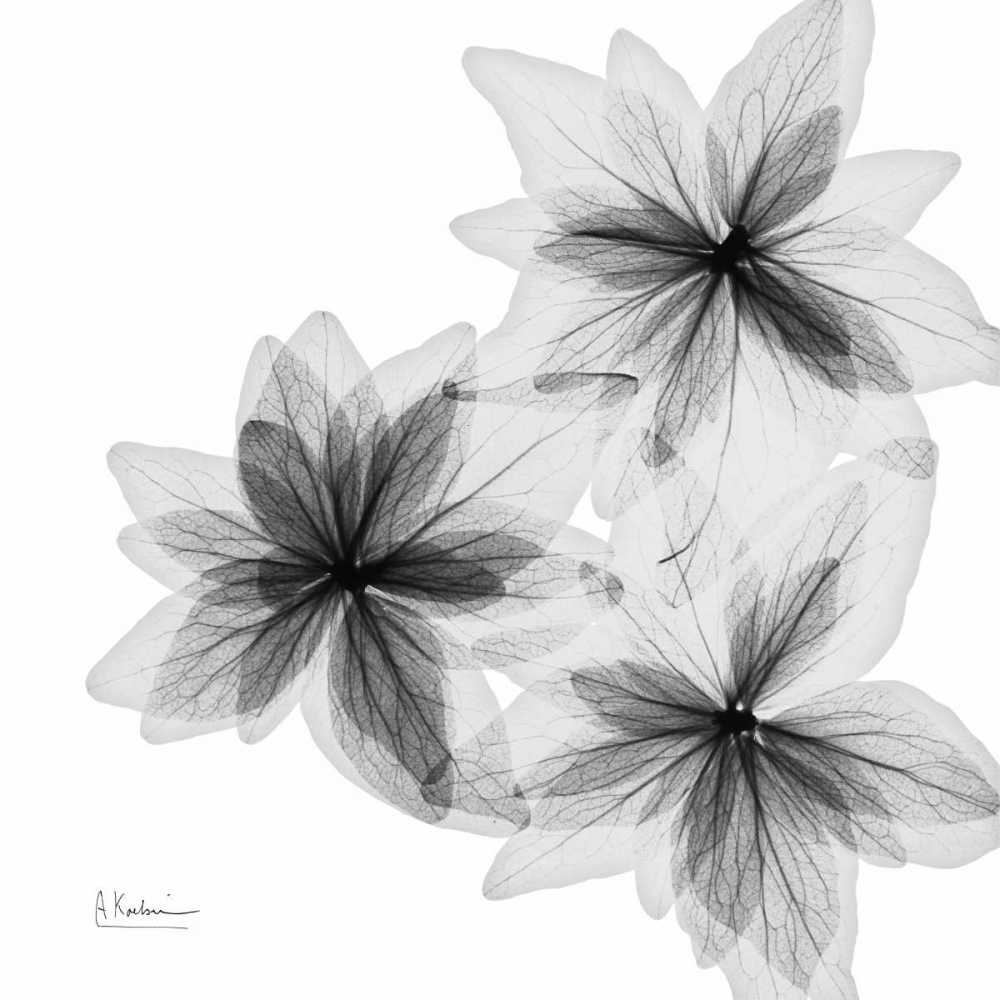 Wall Art Painting id:22576, Name: starburst, Artist: Koetsier, Albert