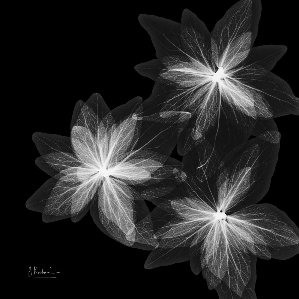 Wall Art Painting id:22577, Name: starburstInverted, Artist: Koetsier, Albert