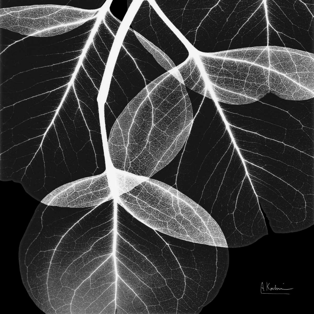 Wall Art Painting id:22579, Name: EucalyptusINVERTED, Artist: Koetsier, Albert