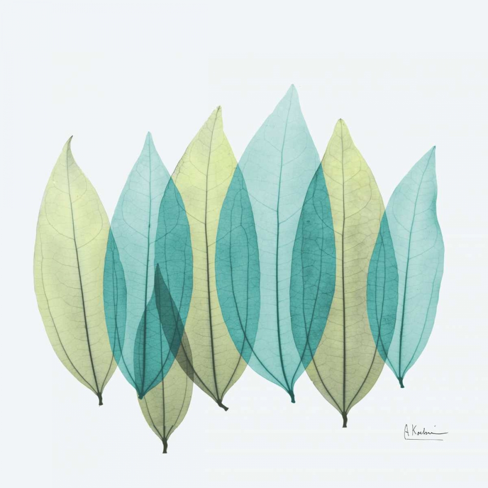 Art Print: Coculus Leaf L348