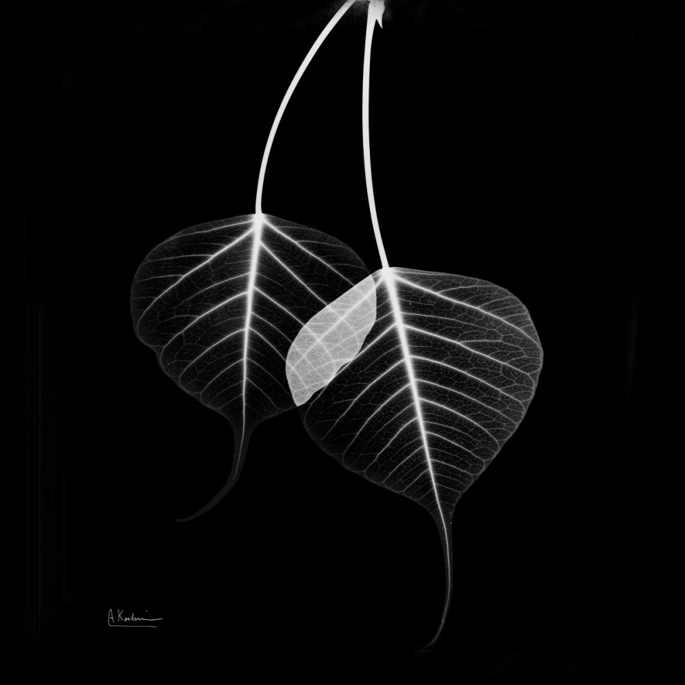 Wall art: Bodhi Tree STAR, by Koetsier, Albert