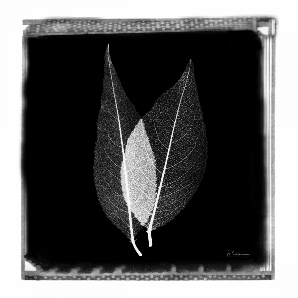 Art Print: Caplulin Cherry STAR