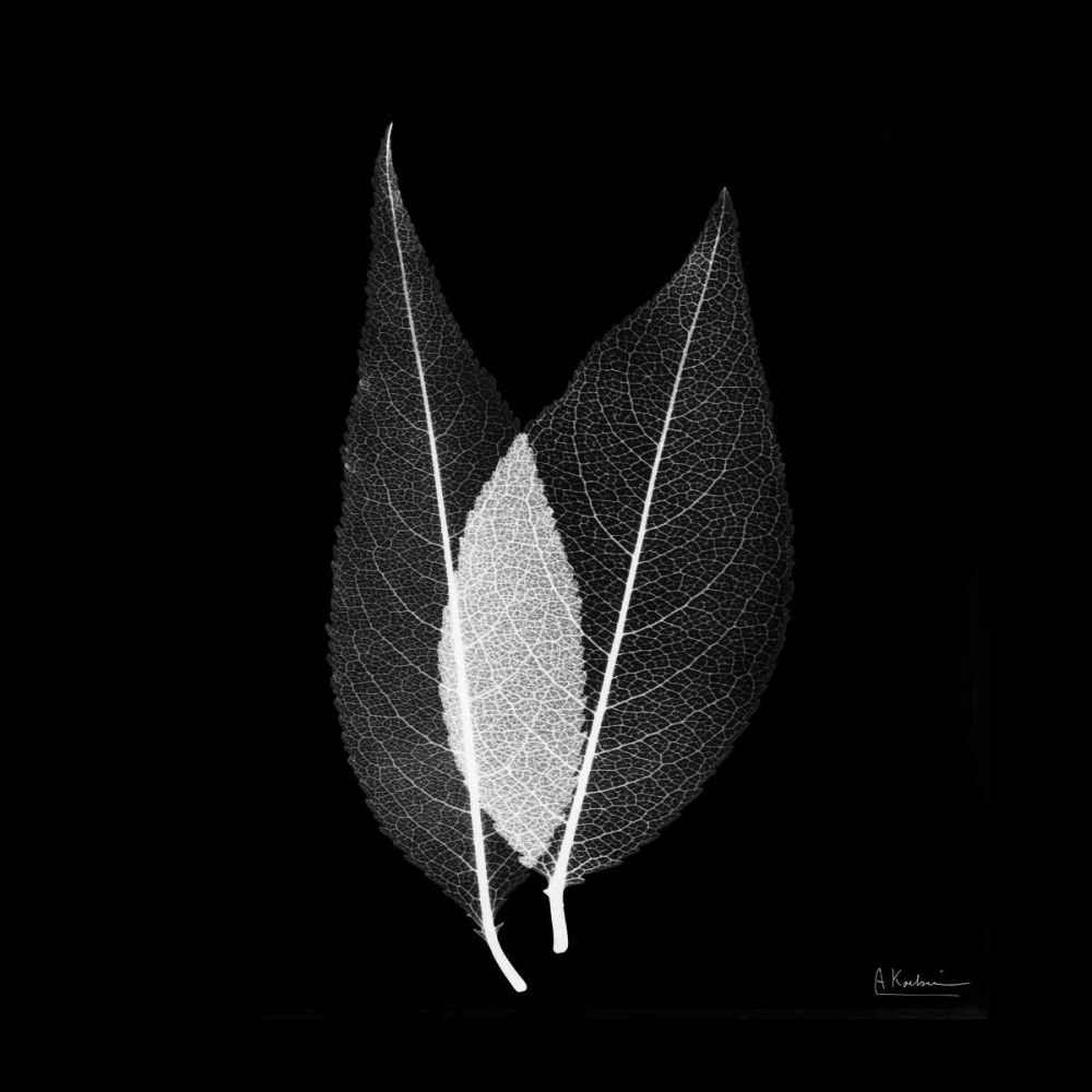 Wall art: Caplulin Cherry STAR, by Koetsier, Albert