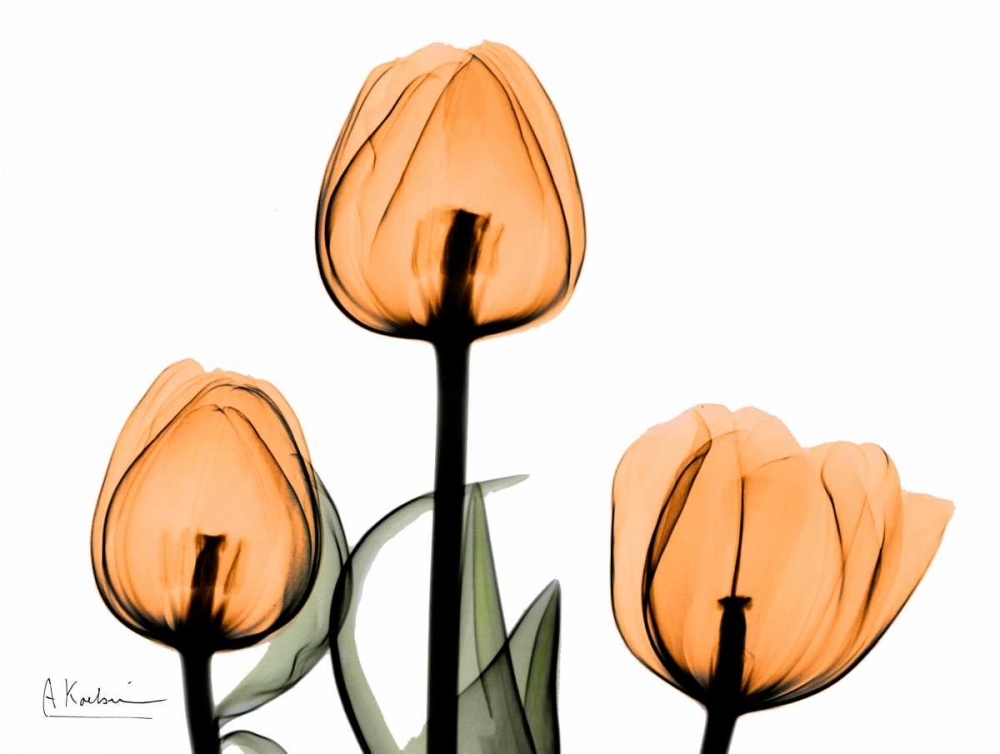 Wall Art Painting id:22642, Name: Tulips Orange, Artist: Koetsier, Albert