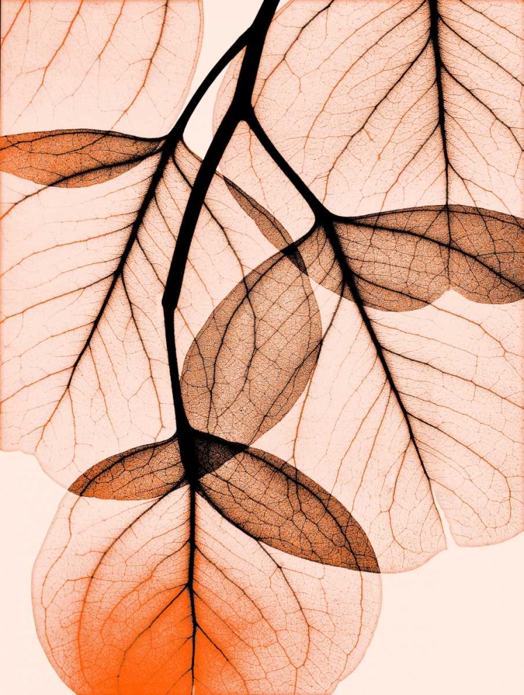 Art Print: Orange Eucalyptus