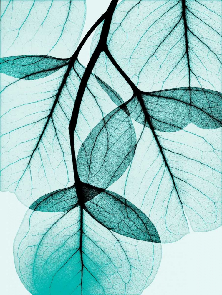 Art Print: Teal Eucalyptus