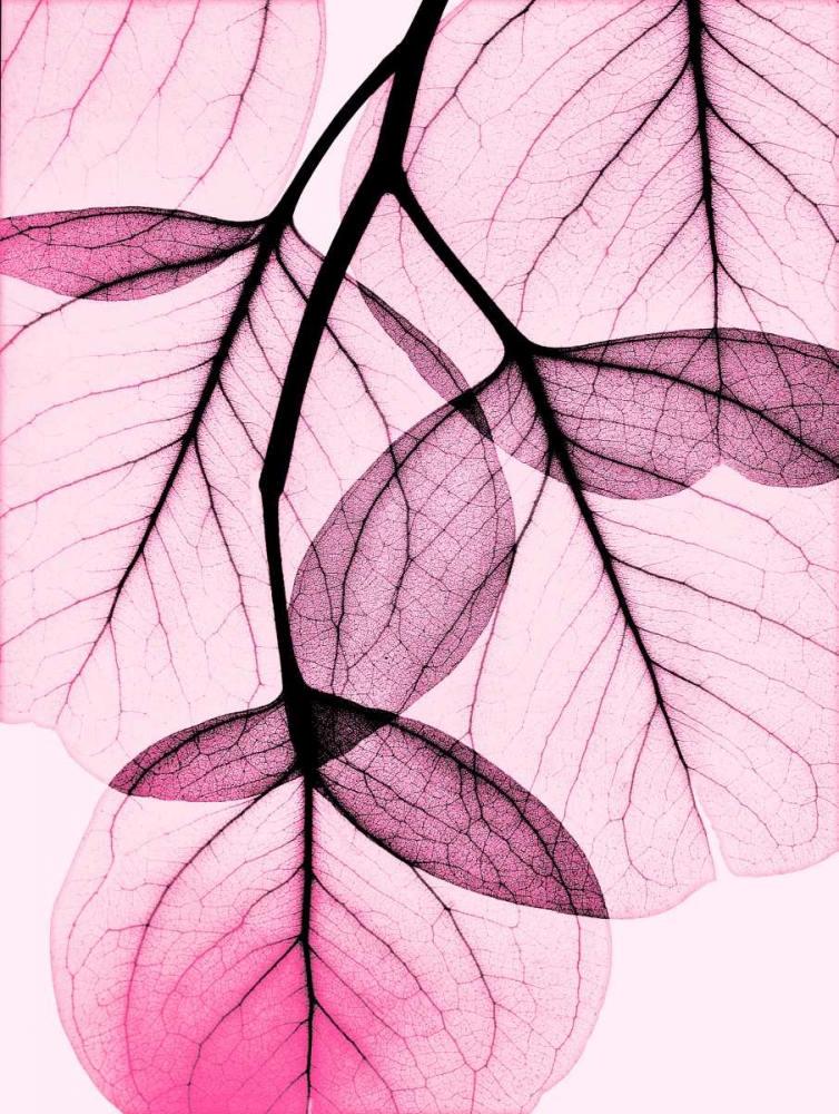 Art Print: Pink Eucalyptus