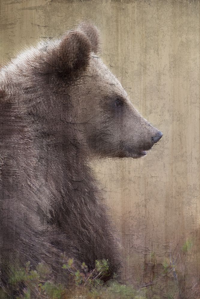 Art Print: Contemplation