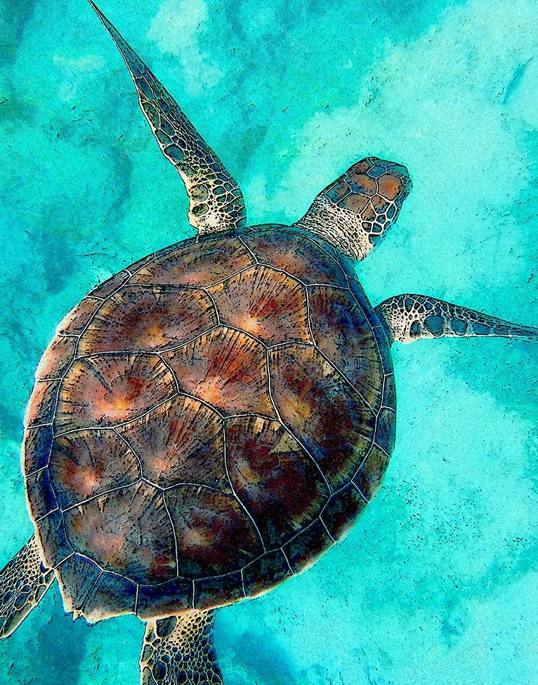 Art Print: Sea Turtle 2