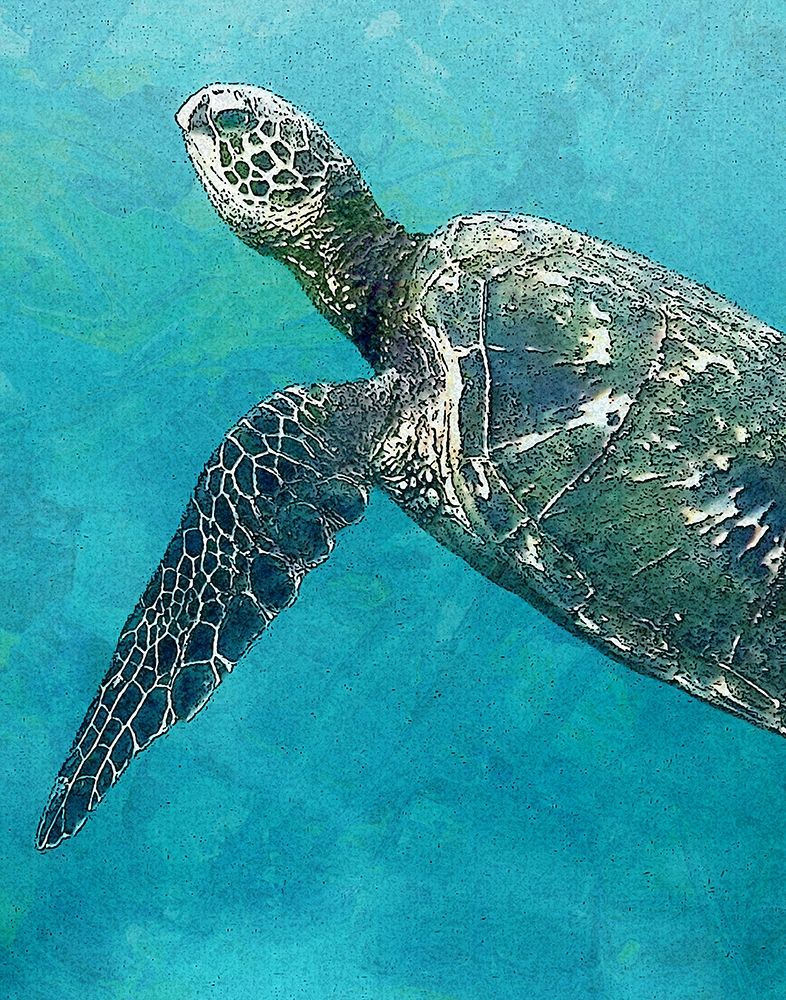 Wall art: Sea Turtle 3, by Bailey, Ann