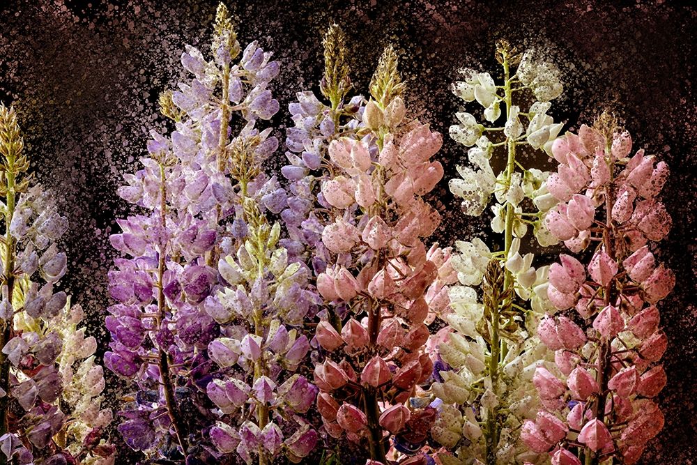 Wall Art Painting id:276413, Name: Summer Lupine, Artist: Bailey, Ann