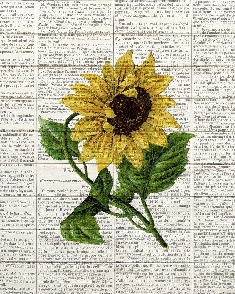 Wall art: Sunflower Print 1, by Bailey, Ann