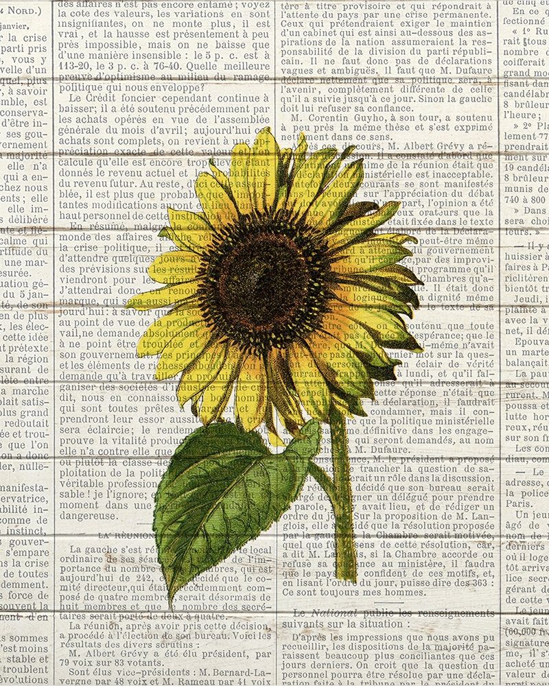 Wall art: Sunflower Print 2, by Bailey, Ann